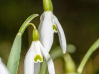 Schneeglöckchen Duo